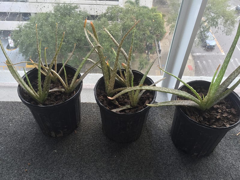 More transplants. Still a little shocked from the move.