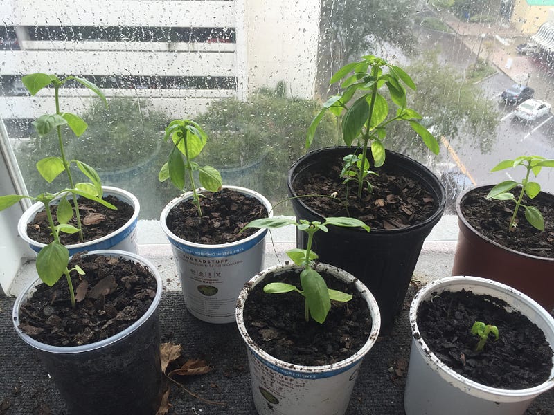 Some basil offspring