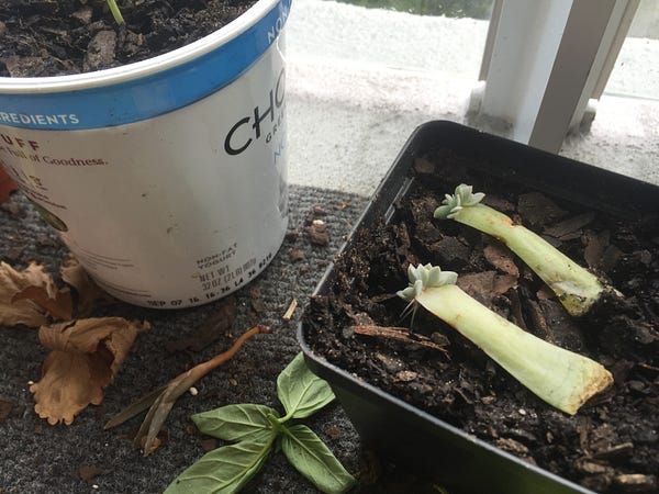 The cuttings grow a new succulent plant out of the tip, then grow roots downwards.