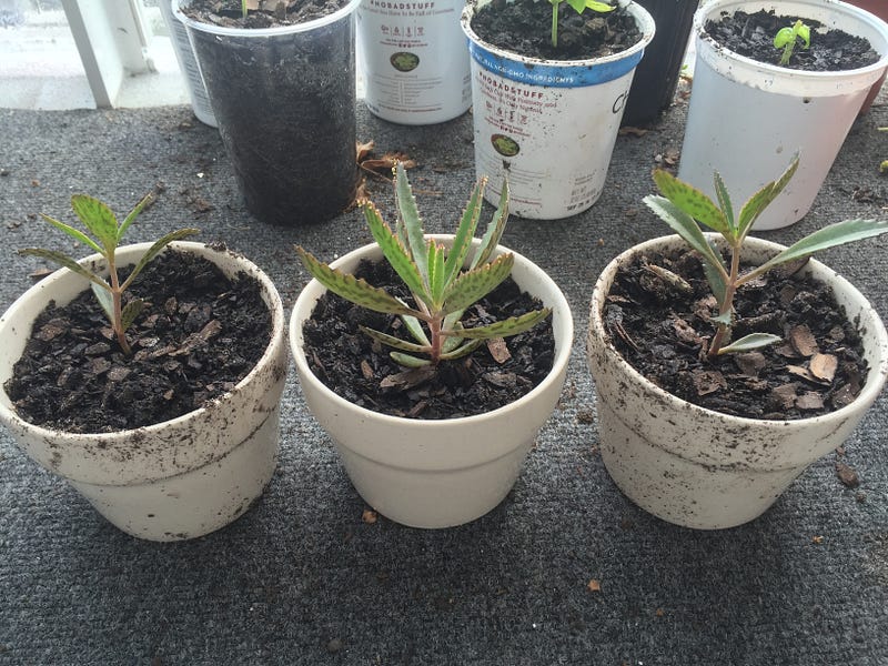 Saved just a few of the strongest children.