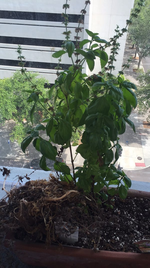 The mother plant seeding (left) and harvested (right)