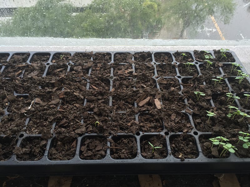 Lime basil sprouted fully (right side). The first peppers show their head (middle and back left).