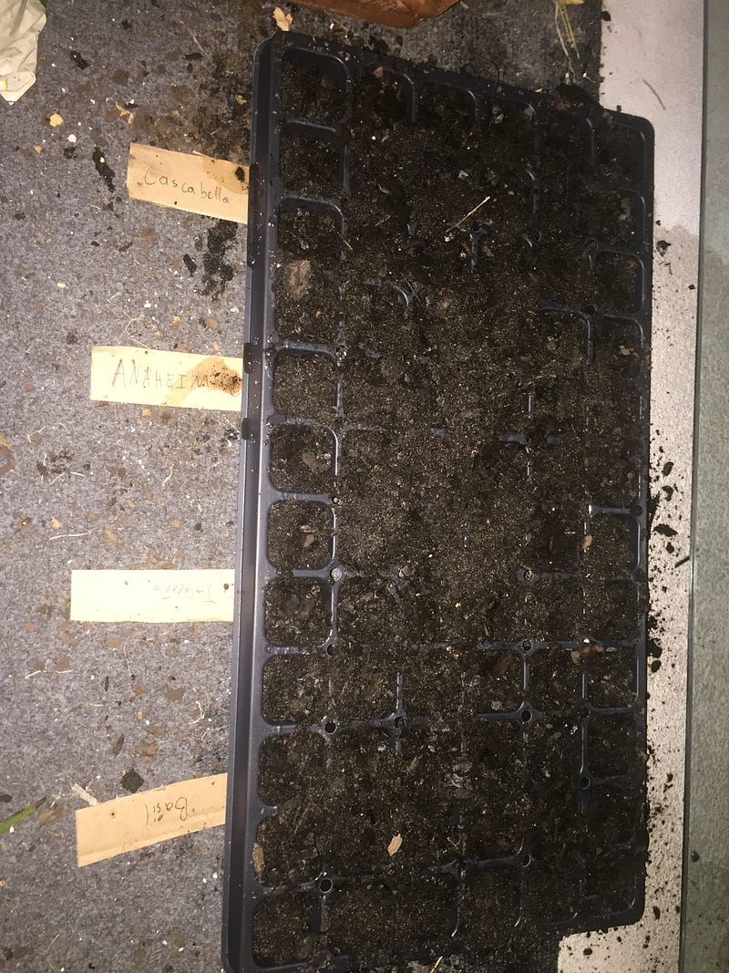 Tray of peppers after planting.