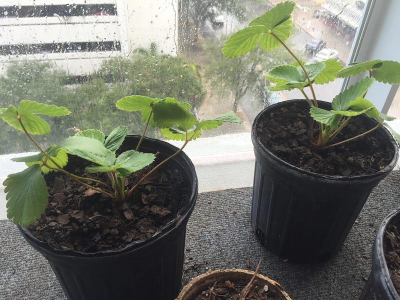 Strawberry plants. Each produced 1 fruit so far, waiting for them to produce more.
