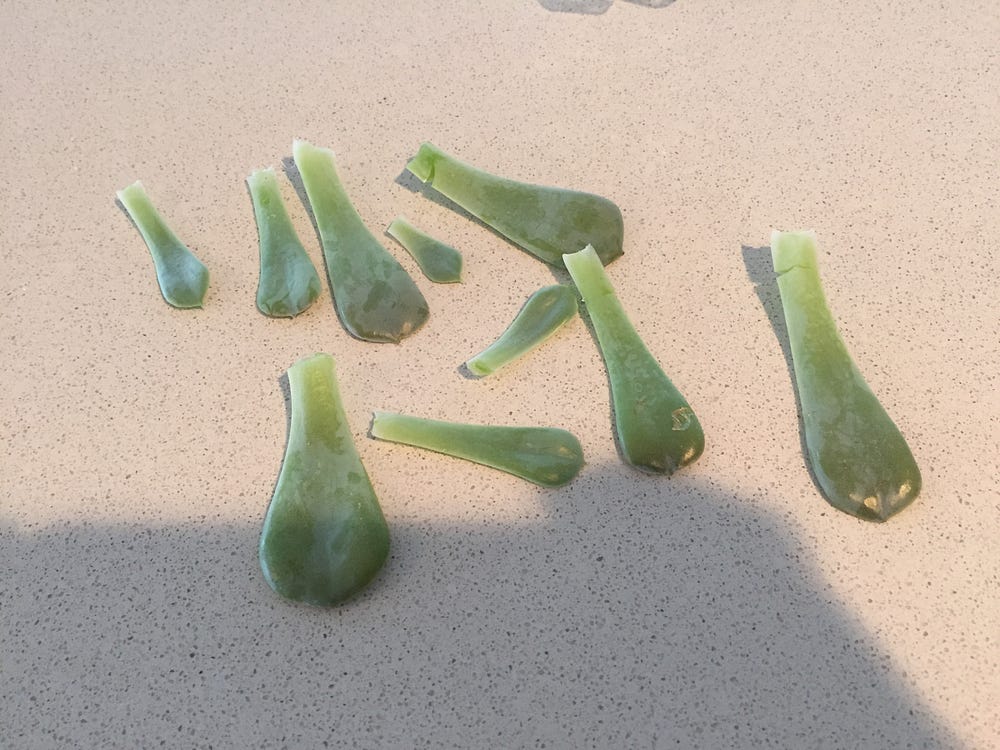 Succulent cuttings for propagation