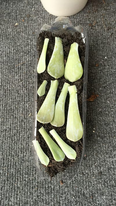 Succulent cuttings for propagation