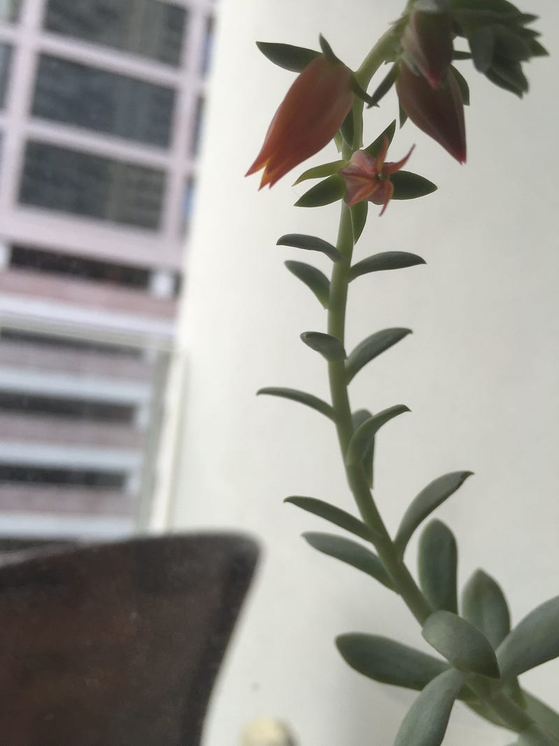 Succulent flower