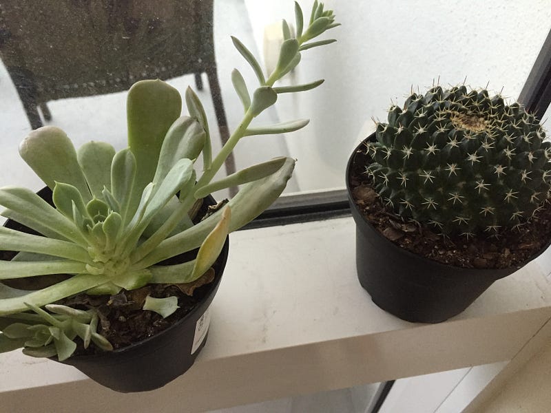 Succulents from Ikea